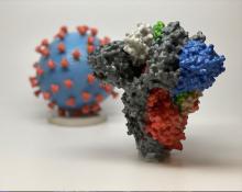 photo of SAR virus model 