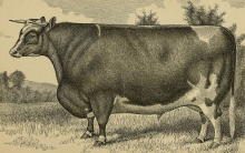 Black and white photo of cow